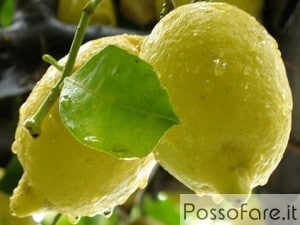 limoni