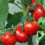 coltivare pomodori