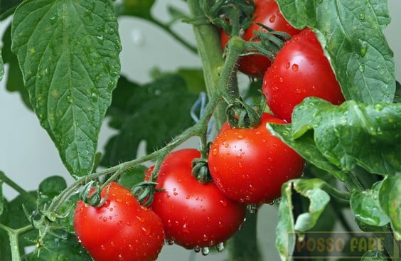 Coltivare pomodori: consigli utili