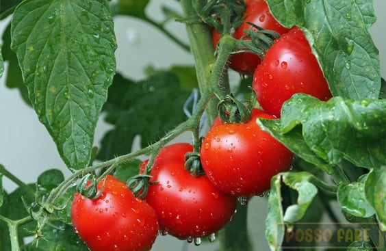 coltivare pomodori