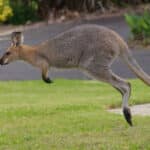 Lo sapevi che se il canguro ha la coda alzata non salta più?