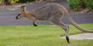 Lo sapevi che se il canguro ha la coda alzata non salta più?