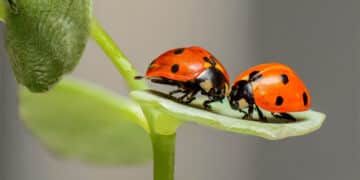 Coccinelle