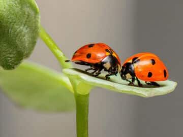 Coccinelle