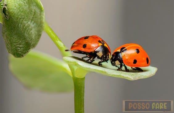 Coccinelle: i colorati predatori del giardino